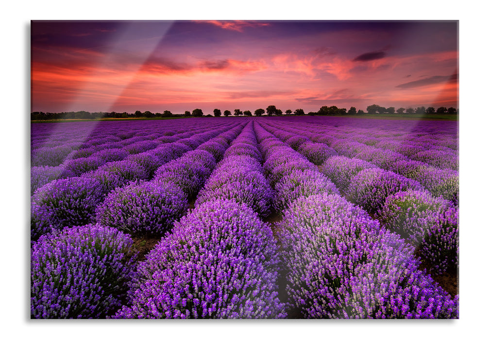 Wunderschöne Lavendel Provence, Glasbild