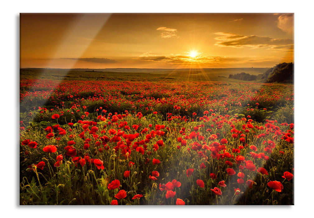 Mohnblütenfeld bei Sonnenuntergang, Glasbild