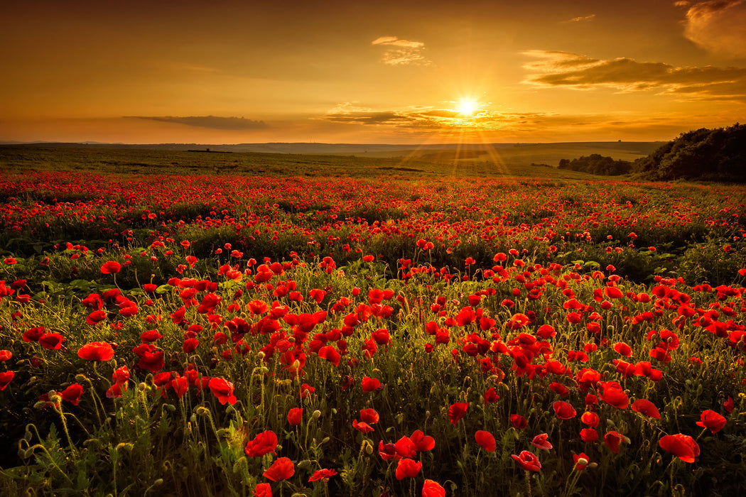 Mohnblütenfeld bei Sonnenuntergang, Glasbild