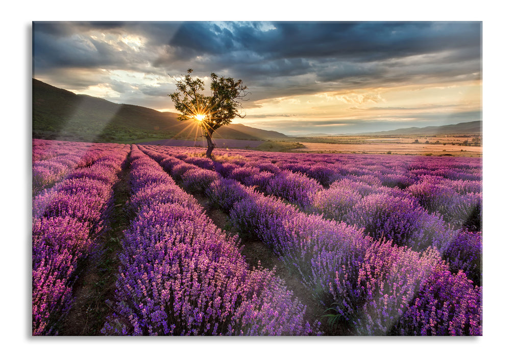 Lavendel Provence mit Baum, Glasbild