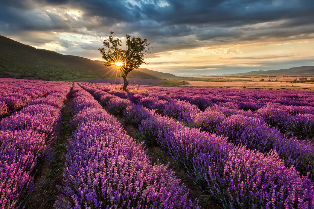 Lavendel Provence mit Baum, Glasbild