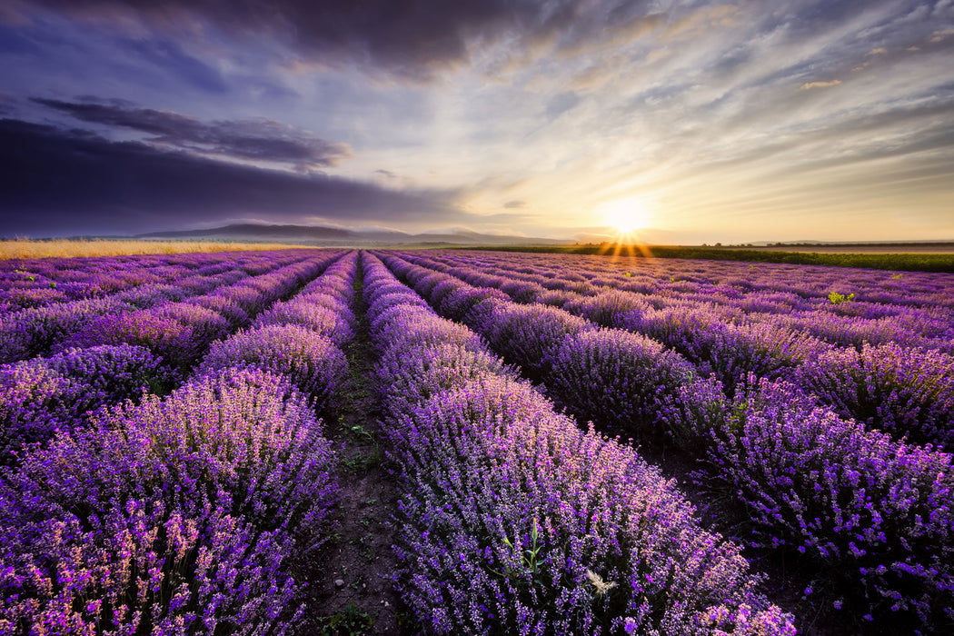 Traumhafte Lavendel Provence, Glasbild