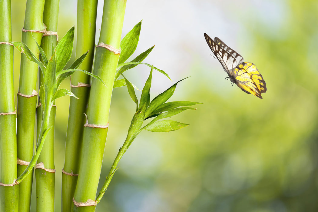 Bambus mit Schmetterling, Glasbild