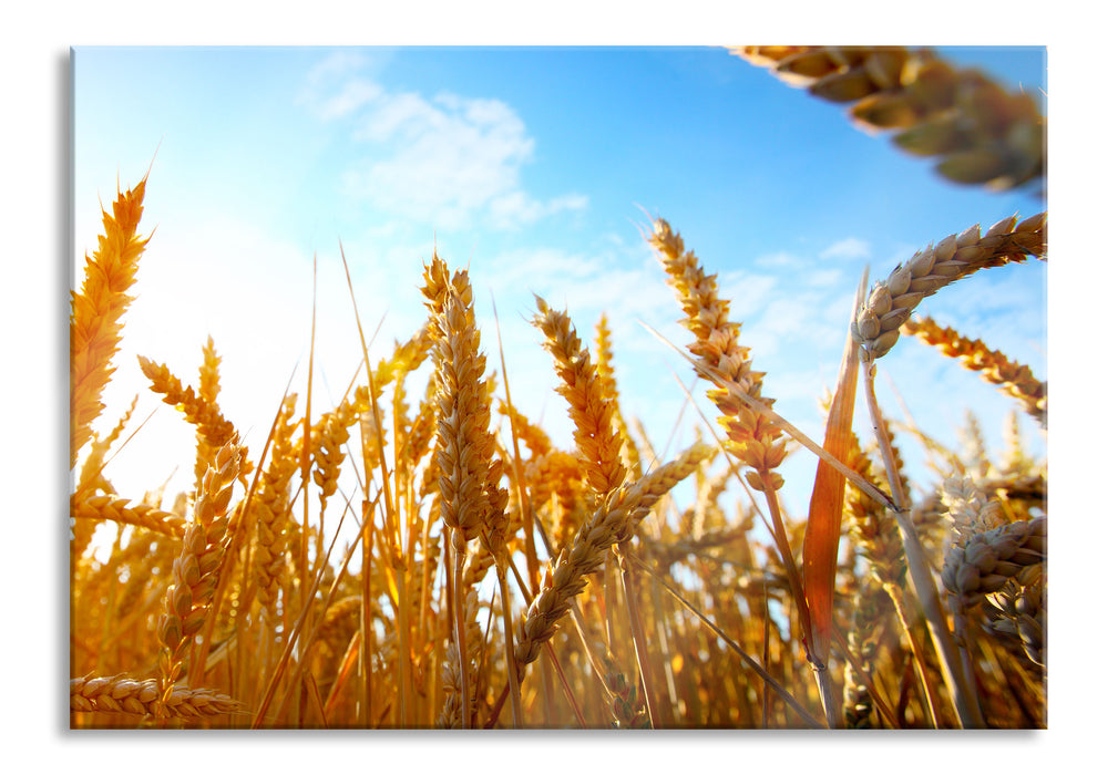 Getreide im Sonnenschein, Glasbild