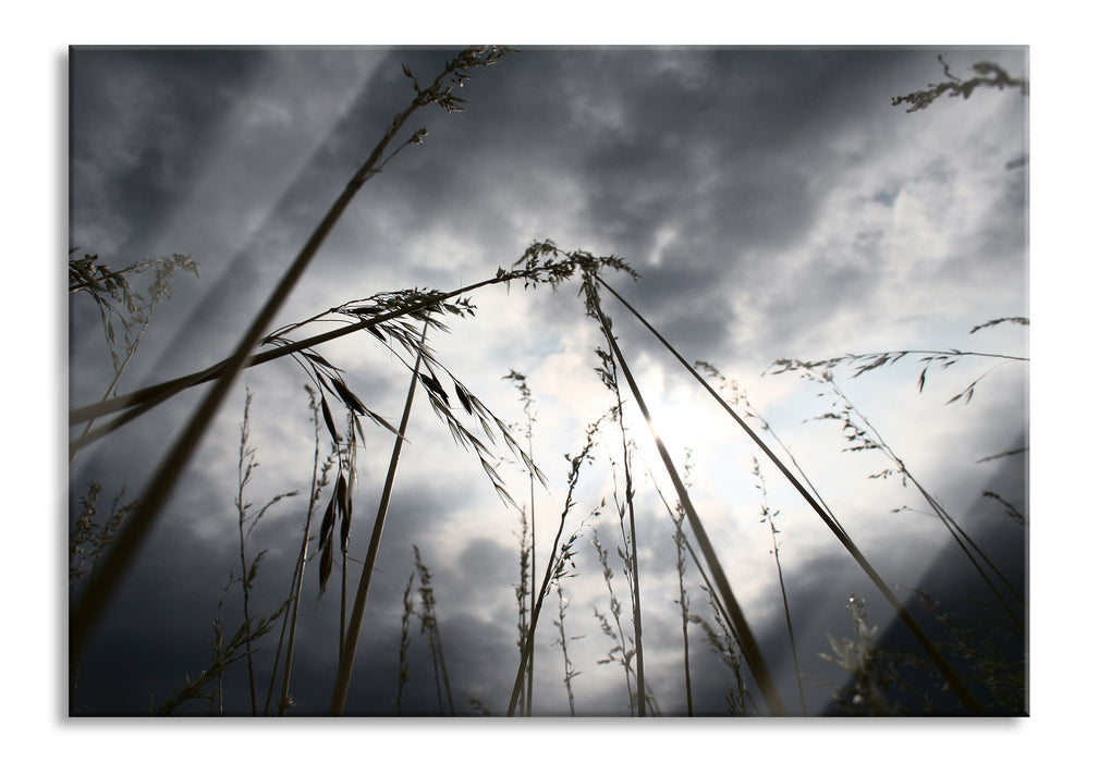 Pixxprint Düsteres Gras vorm Regen, Glasbild