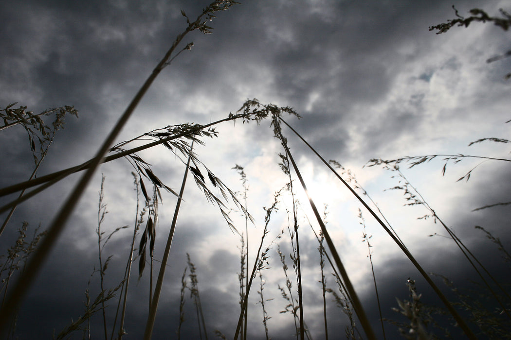 Düsteres Gras vorm Regen, Glasbild