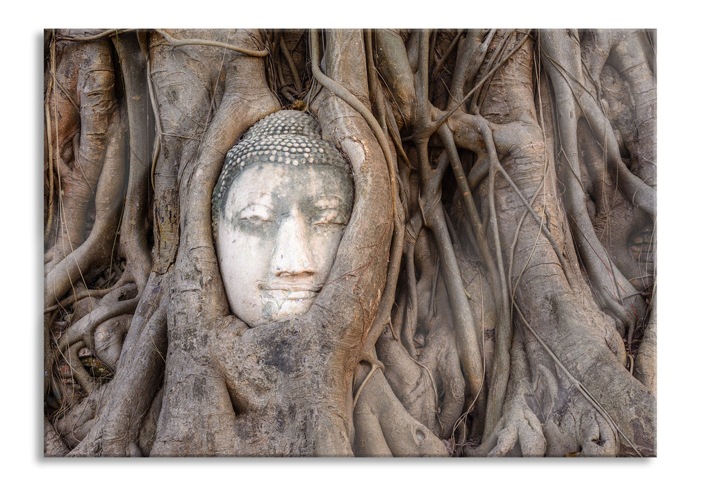 Buddha Kopf im Baum, Glasbild