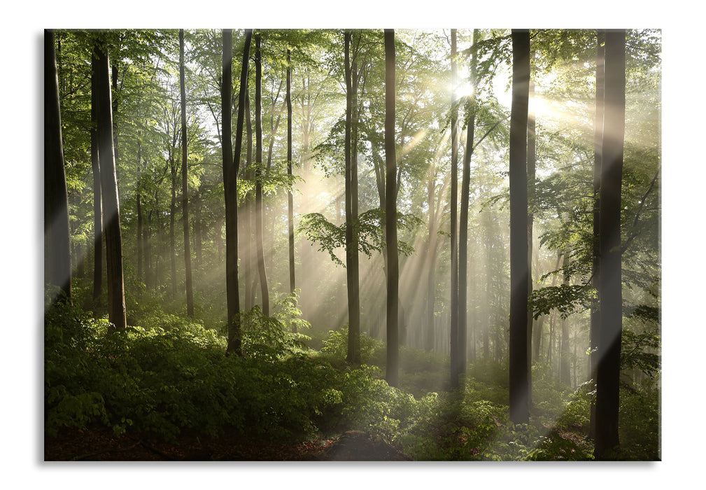 Pixxprint Sonnenstrahlen im Wald, Glasbild