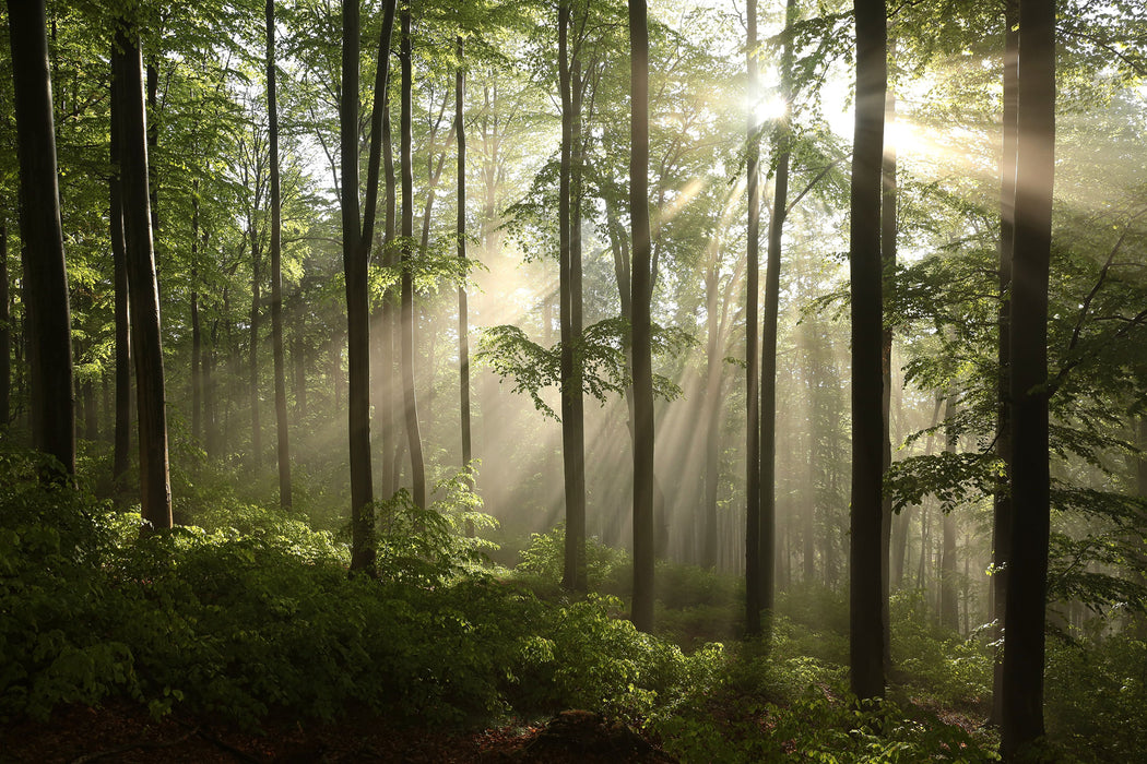 Sonnenstrahlen im Wald, Glasbild