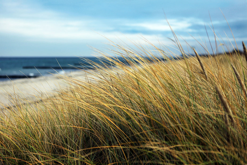 Schilf Gras am Ufer, Glasbild