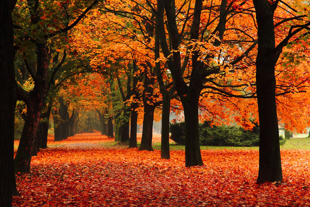 Baumallee im Herbst, Glasbild