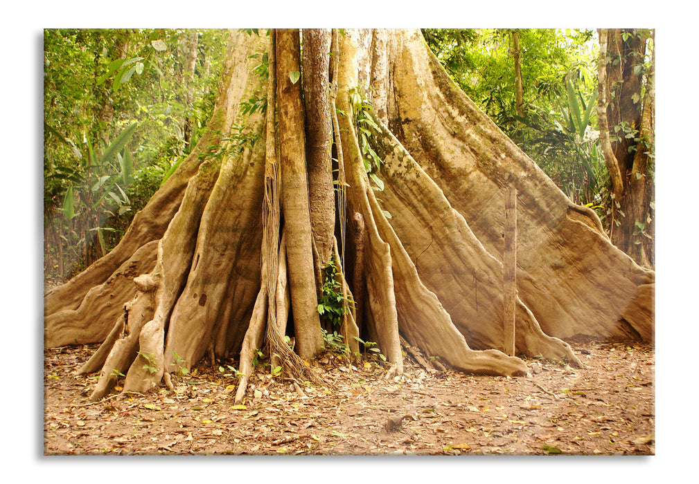 Pixxprint Mächtiger Urwald Baum, Glasbild