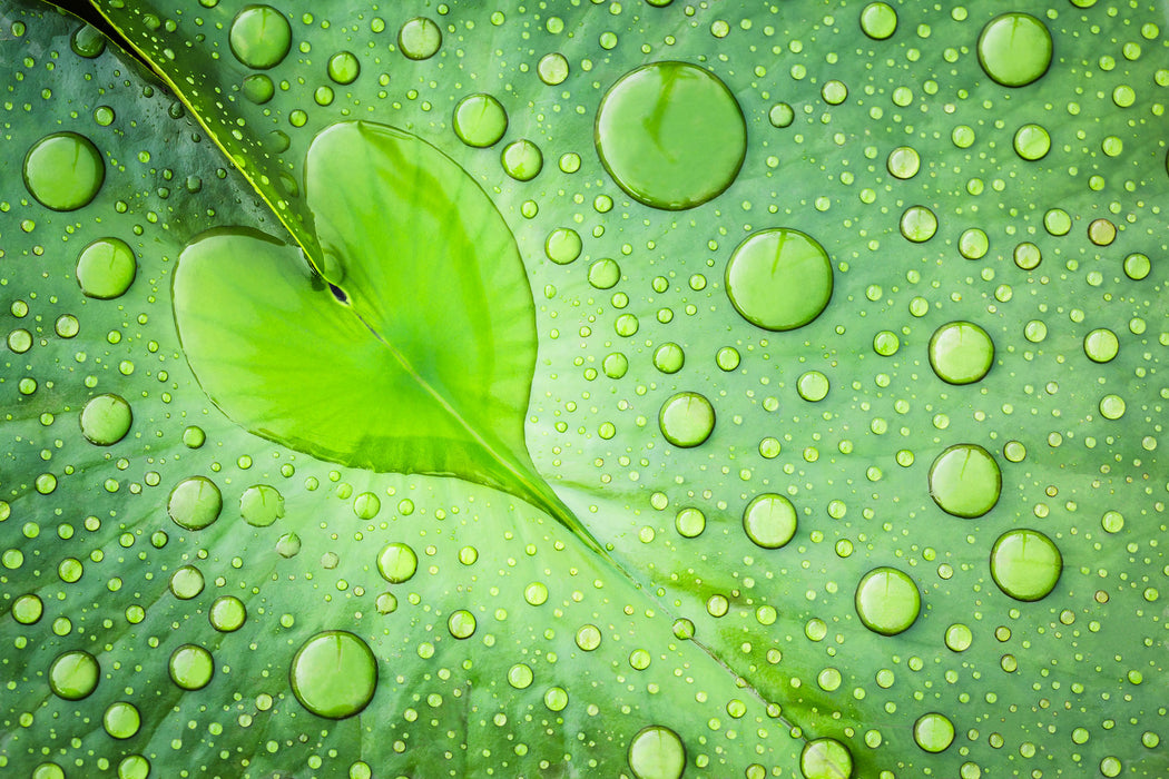 Herz aus Tautropfen Blatt, Glasbild