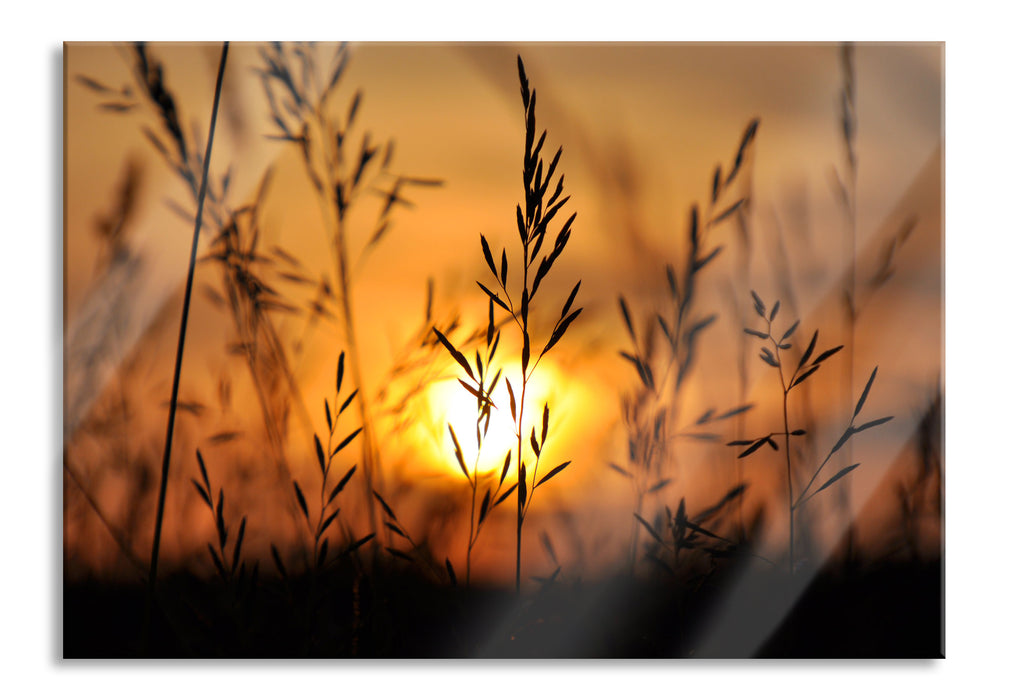 Pixxprint Gras bei Sonnenuntergang, Glasbild