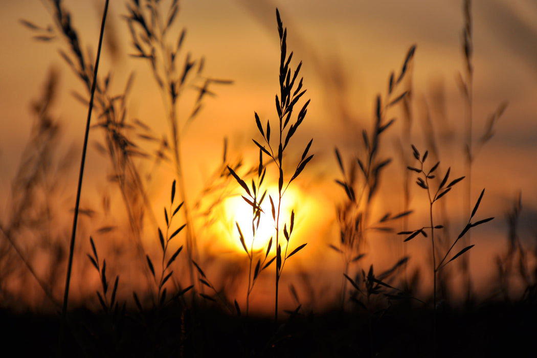 Gras bei Sonnenuntergang, Glasbild