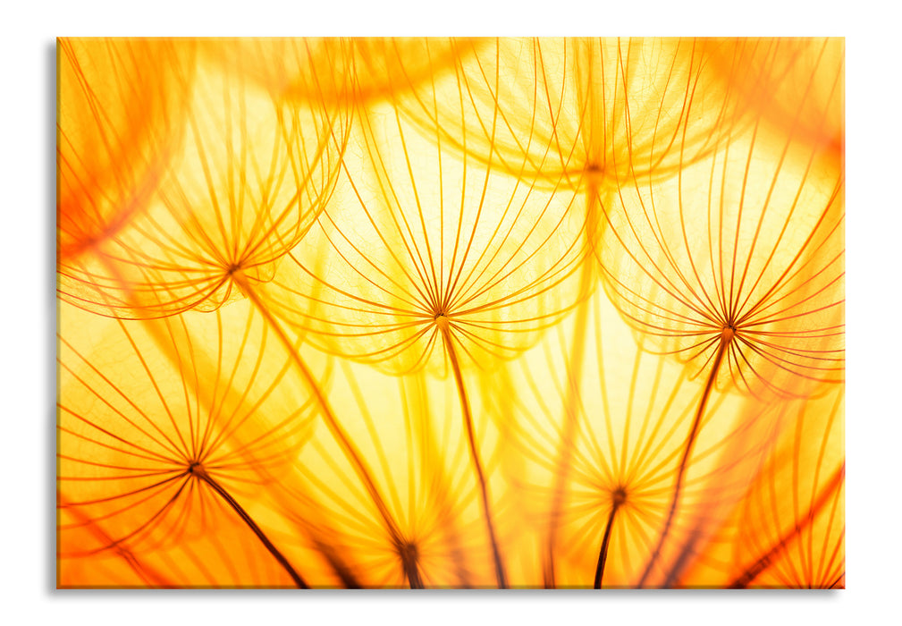 Pusteblumen oranges Licht, Glasbild