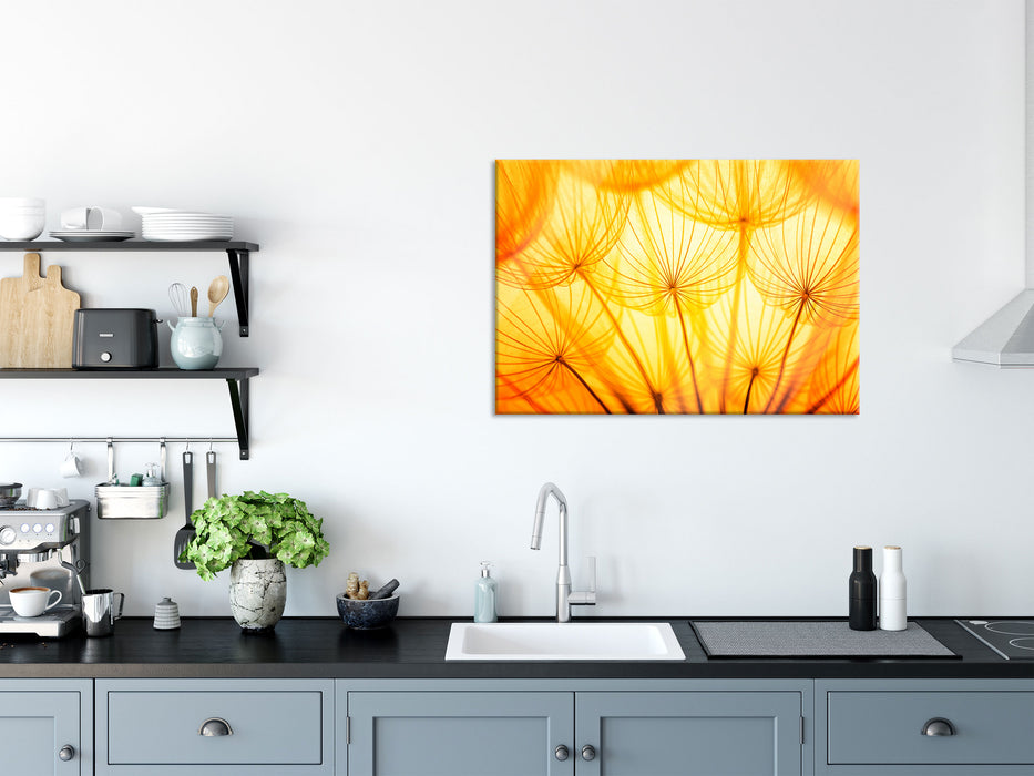 Pusteblumen oranges Licht, Glasbild