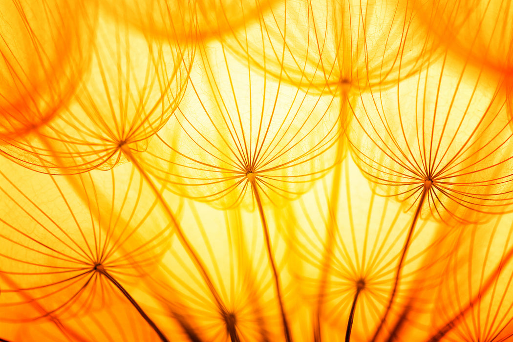 Pusteblumen oranges Licht, Glasbild