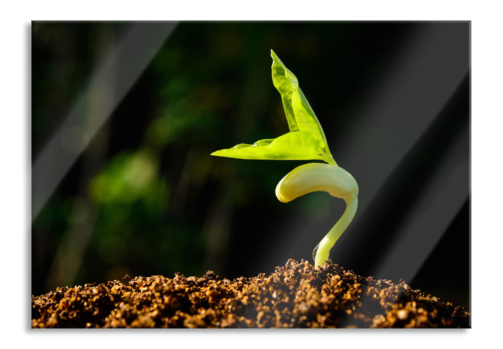 Pixxprint Kleiner grüner Keimling, Glasbild