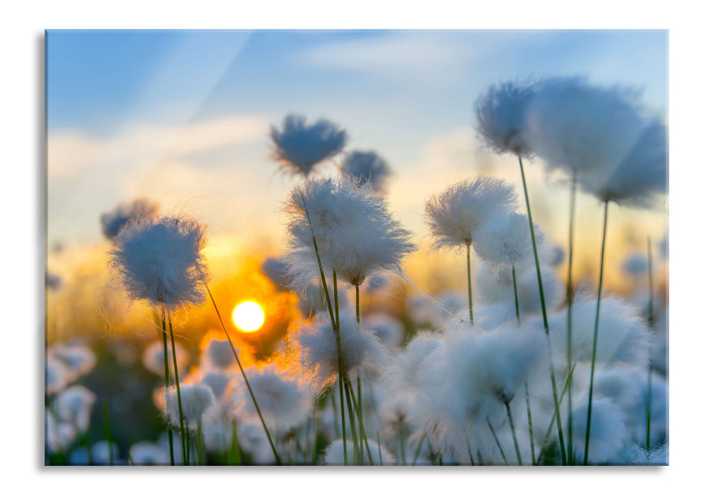 Pixxprint Baumwollblüten im Sonnenuntergang, Glasbild