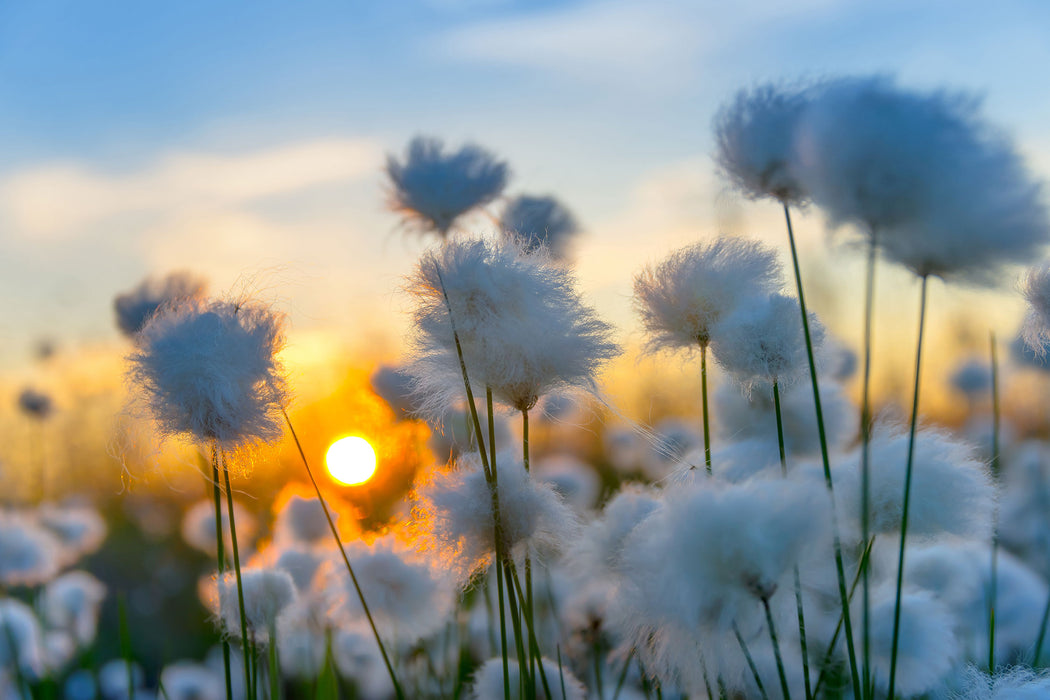 Baumwollblüten im Sonnenuntergang, Glasbild