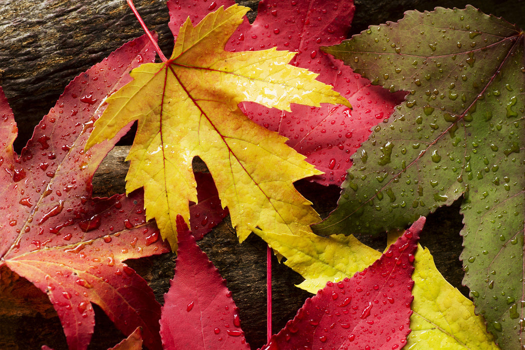 Bunte Herbstblätter, Glasbild