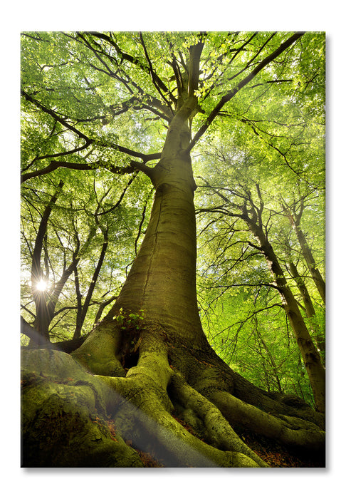 Riesiger Baum im Dschungel, Glasbild