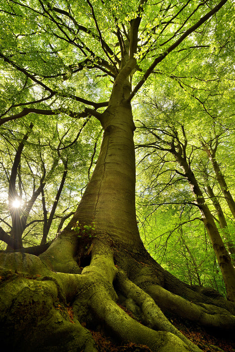 Riesiger Baum im Dschungel, Glasbild