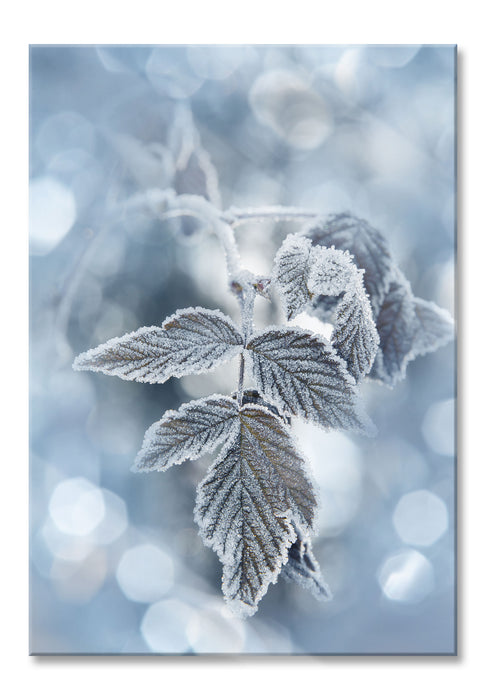 Pixxprint Blätter im Winter Morgenfrost, Glasbild