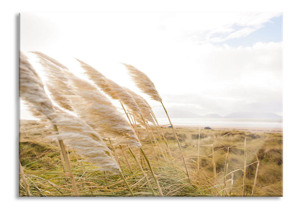 Schönes Schilf in den Dünen, Glasbild