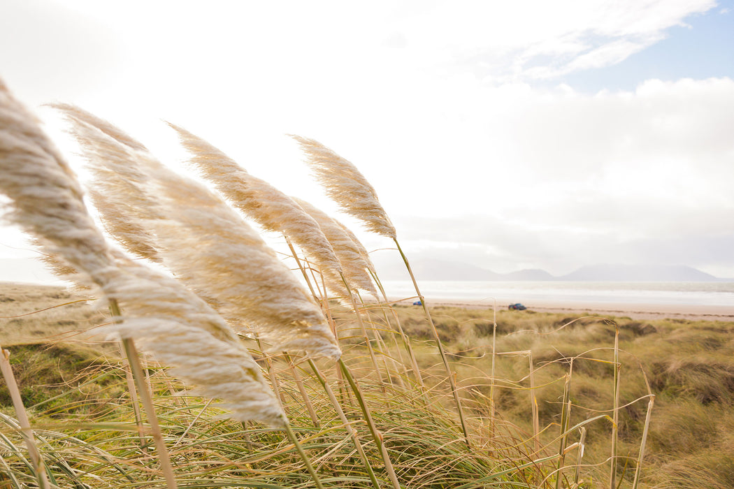 Schönes Schilf in den Dünen, Glasbild