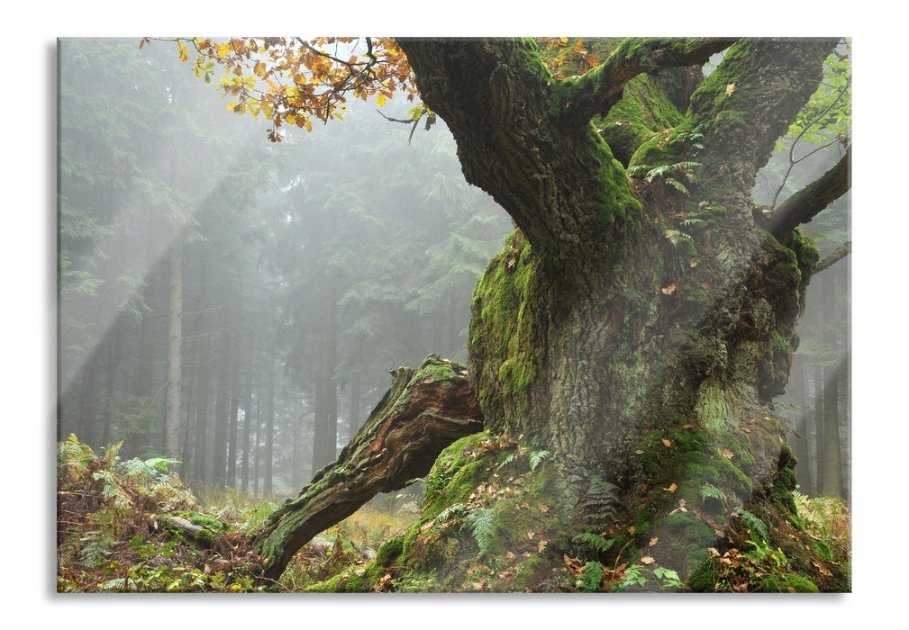 Pixxprint Dicker Baum im Wald im Moos, Glasbild