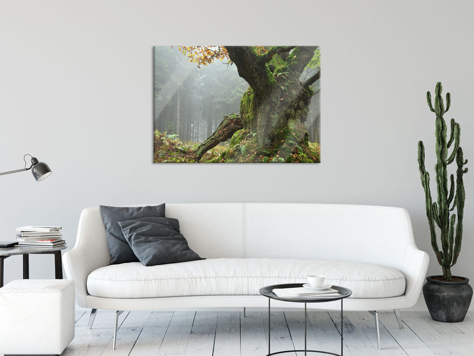 Dicker Baum im Wald im Moos, Glasbild