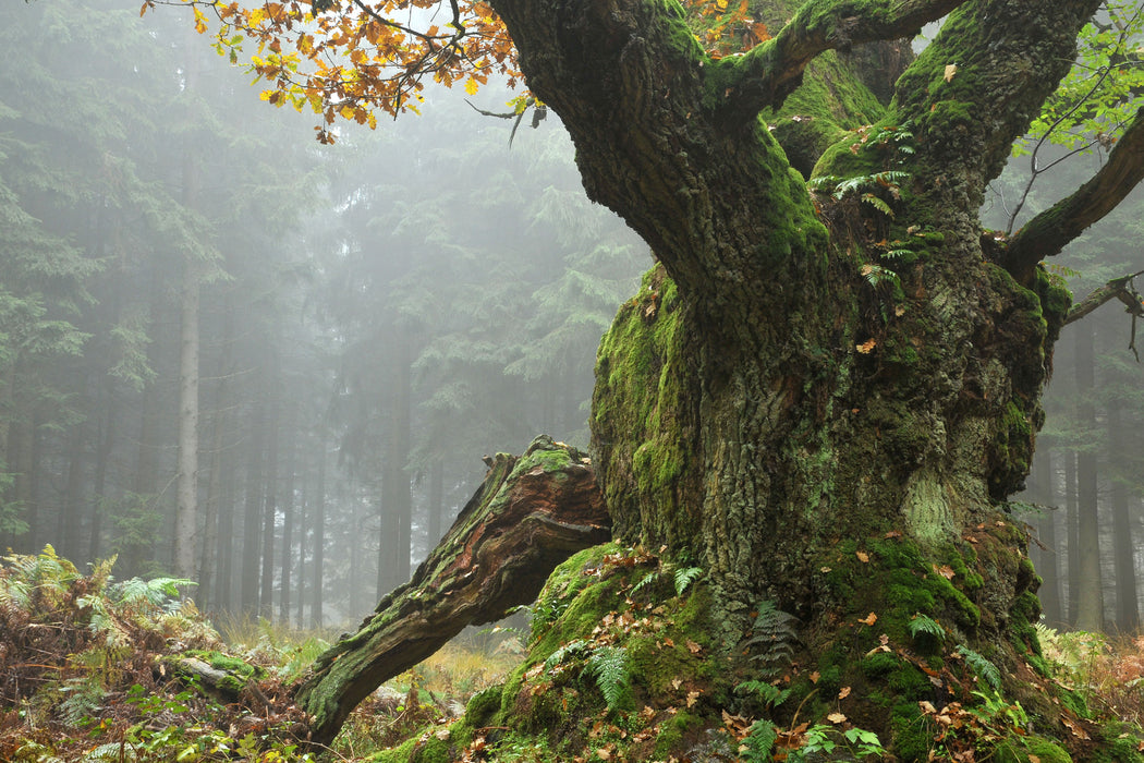 Dicker Baum im Wald im Moos, Glasbild