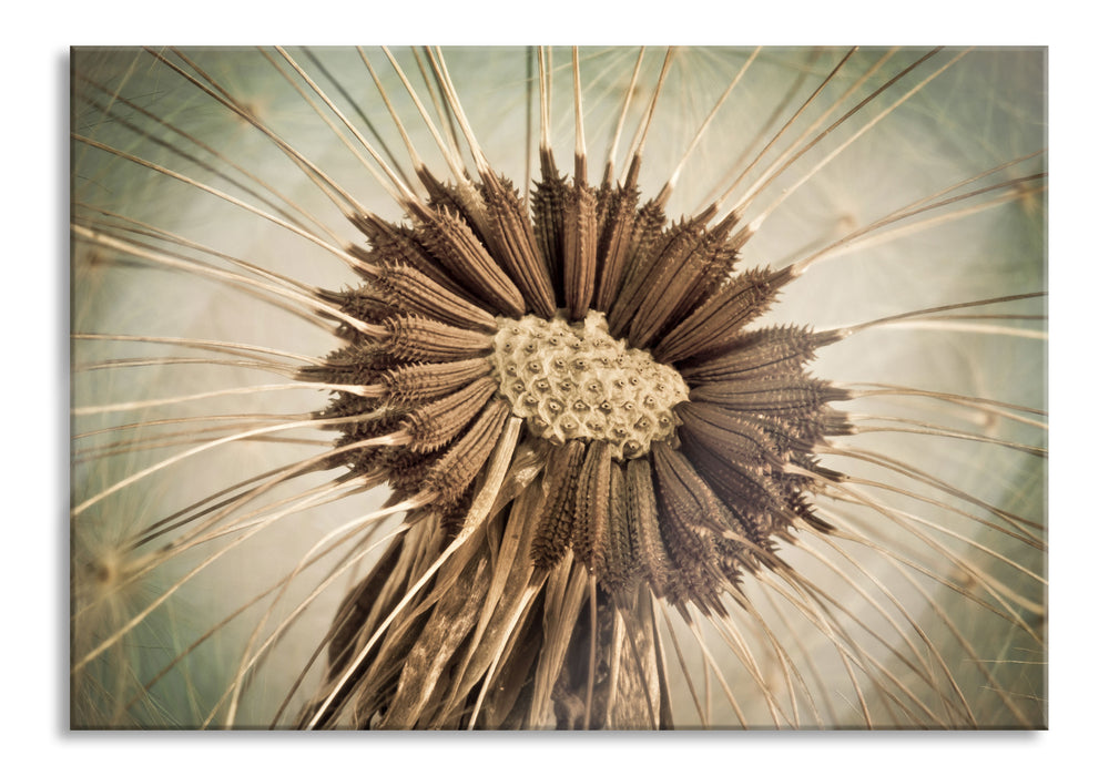 Vertrocknete Pusteblume, Glasbild