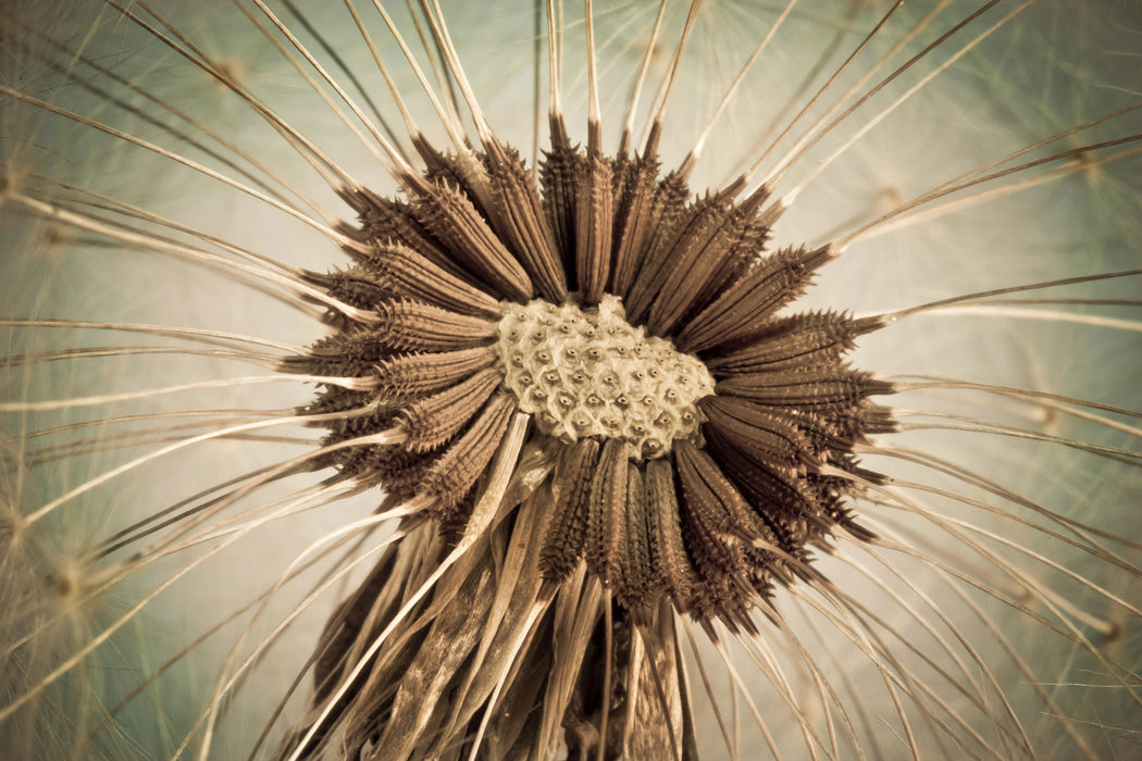 Vertrocknete Pusteblume, Glasbild