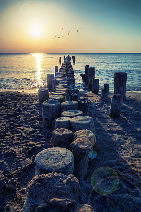 Baumstümpfe am Meer, Glasbild