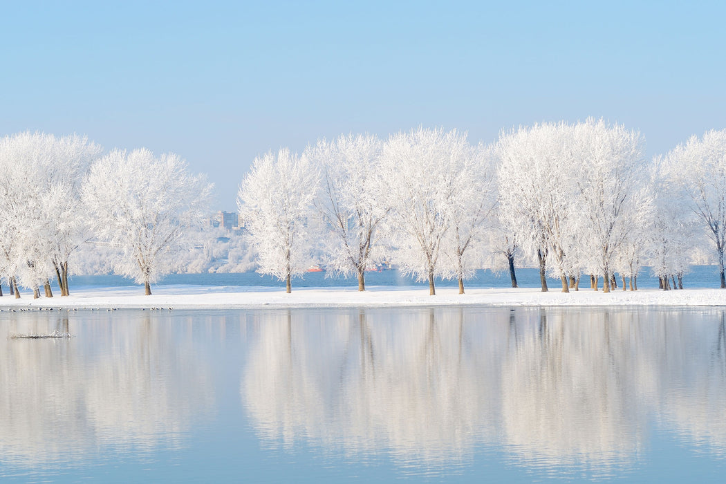 Schneebedeckte Bäume im Winter, Glasbild