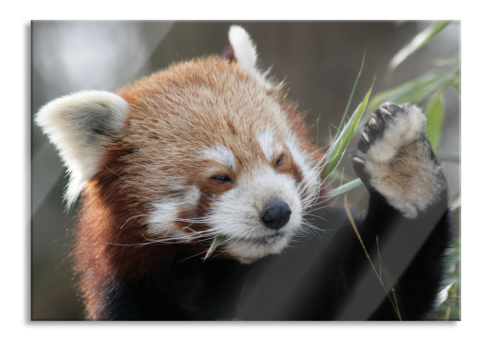 Kleiner Panda sagt Hallo, Glasbild