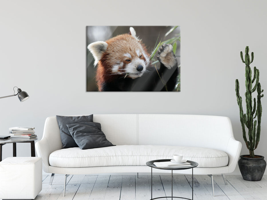 Kleiner Panda sagt Hallo, Glasbild