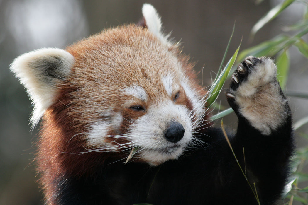 Kleiner Panda sagt Hallo, Glasbild