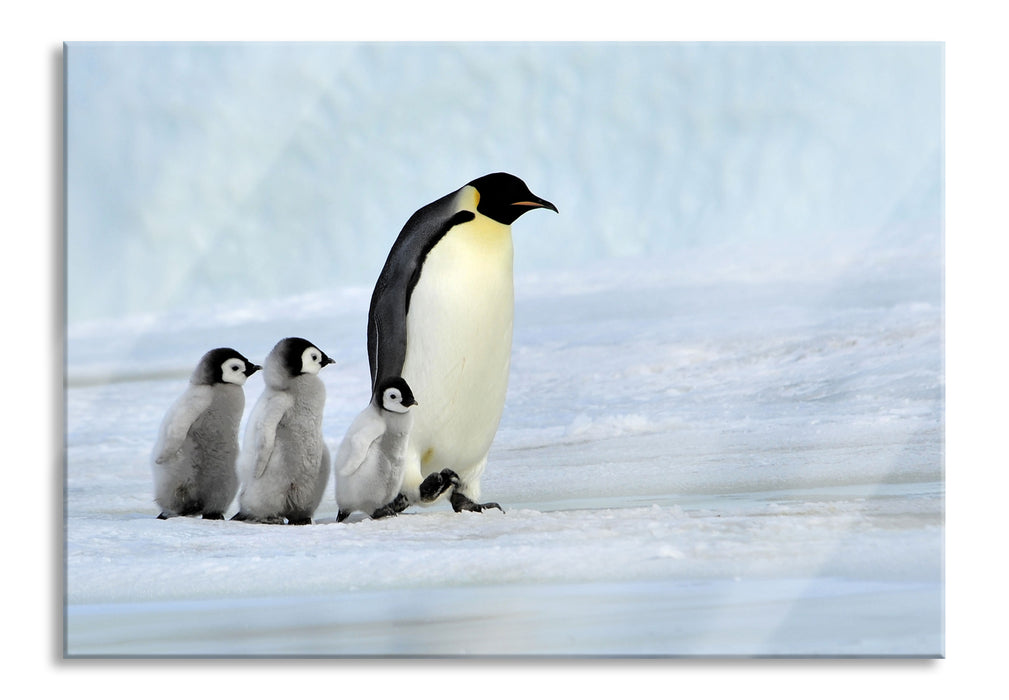 Kaiserpinguine im Schnee, Glasbild