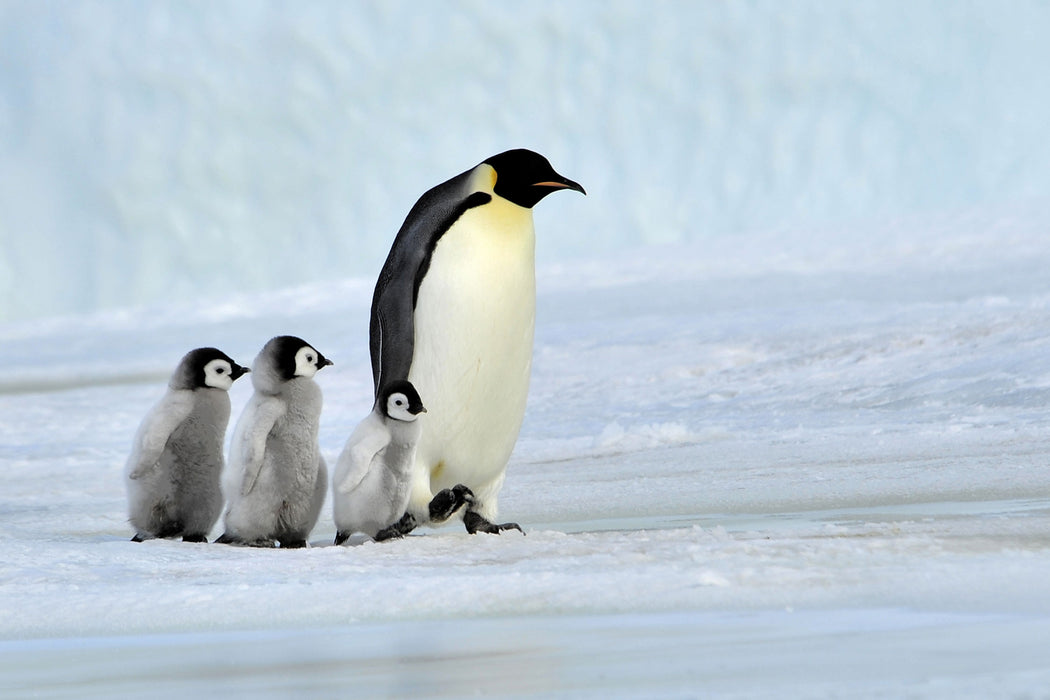 Kaiserpinguine im Schnee, Glasbild