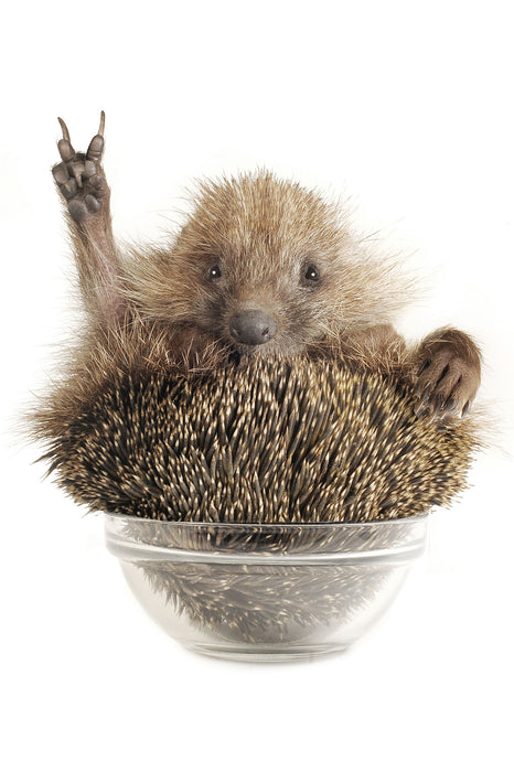 Igel in einer Schüssel Peace, Glasbild