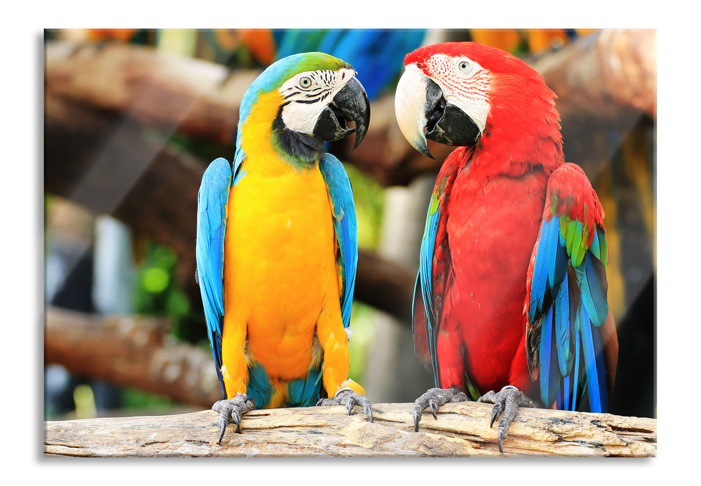 Zwei Papageien auf einem Ast, Glasbild
