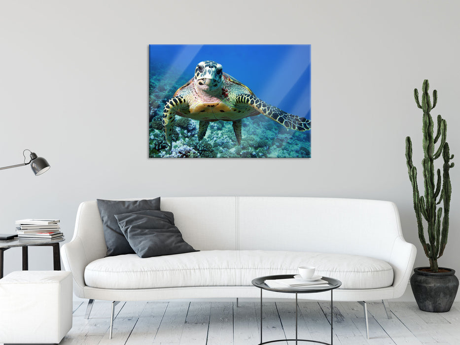 Schildkröte Korallenriff, Glasbild