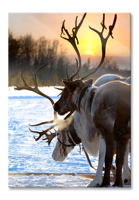 Pixxprint Zwei Rentiere im Schnee, Glasbild