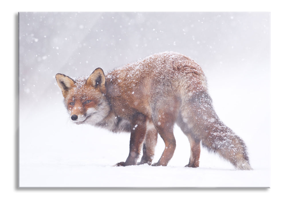 Roter Fuchs im Schneegestöber, Glasbild