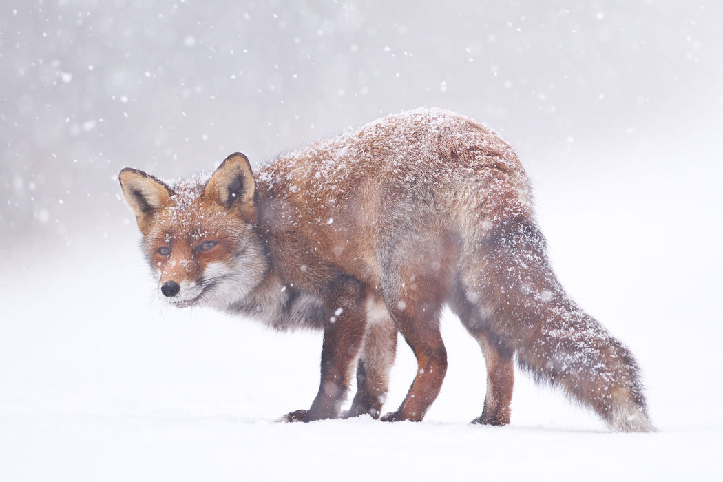 Roter Fuchs im Schneegestöber, Glasbild