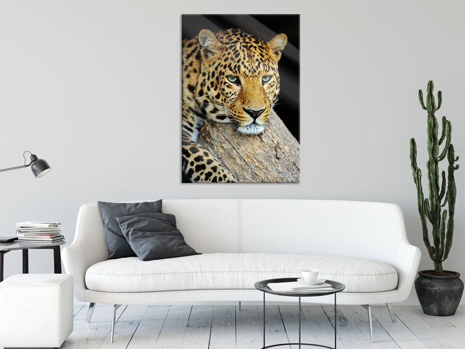 Ruhiger Leopard, Glasbild